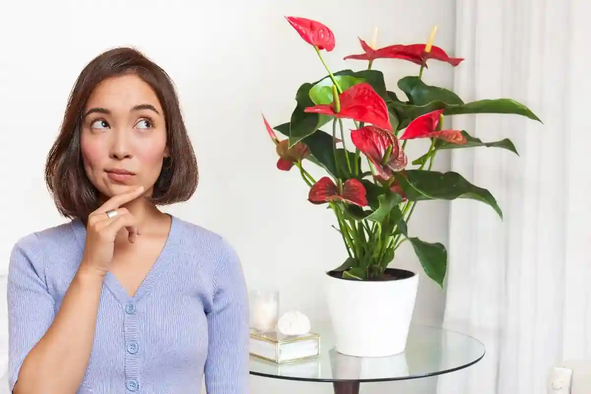 Sådan stimulerer du din Anthurium til at blomstre med røde blomster uden industrielle gødninger