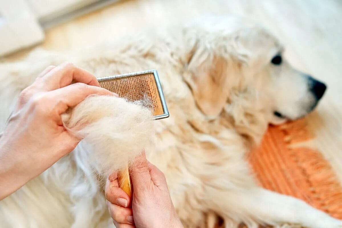 Sådan hjælper du din hund i varmen: Tips og anbefalinger