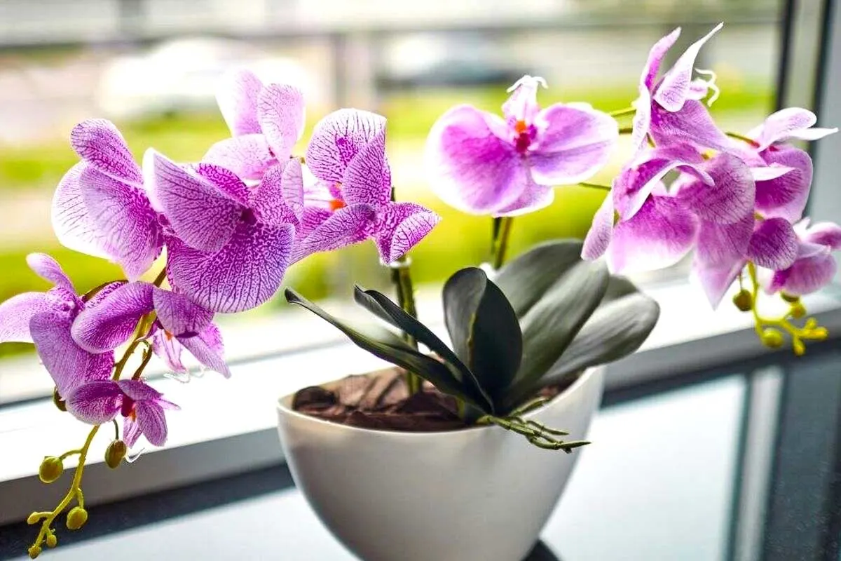 Få din orkidé til at blomstre med en teskefuld kaffe