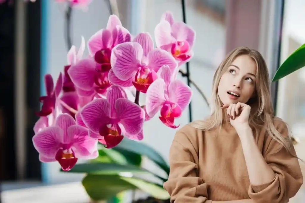 Sådan vander du din orkidé, så den blomstrer hele året Sådan vander du din orkidé, så den blomstrer hele året