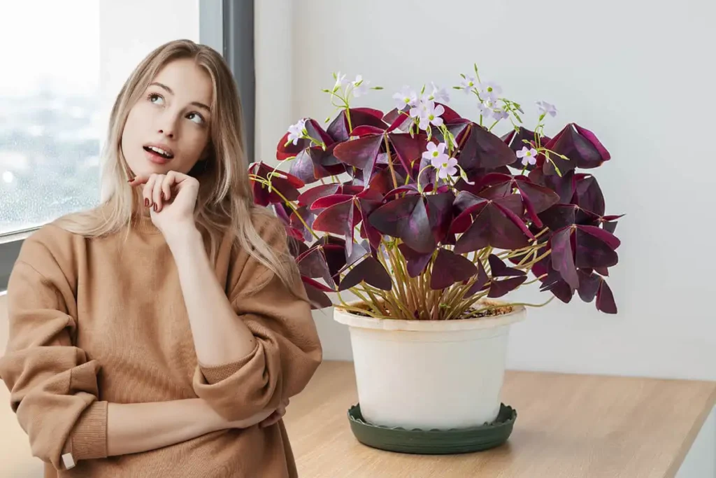 Sådan får du din kærlighedsplante til at skinne med sine sommerfugleblade (Oxalis ) Sådan får du din kærlighedsplante til at skinne med sine sommerfugleblade (Oxalis )