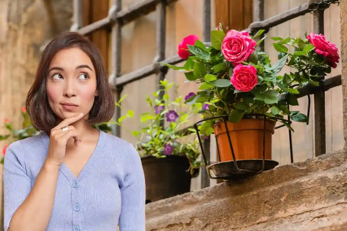 Hvilken rose skal du plante i en krukke for at forskønne din terrasse